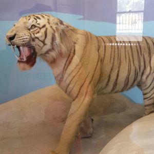 Meet your Posher, Ray